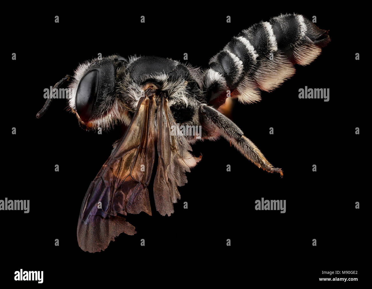 Binomial megachile frugalis Fotos und Bildmaterial in hoher Auflösung