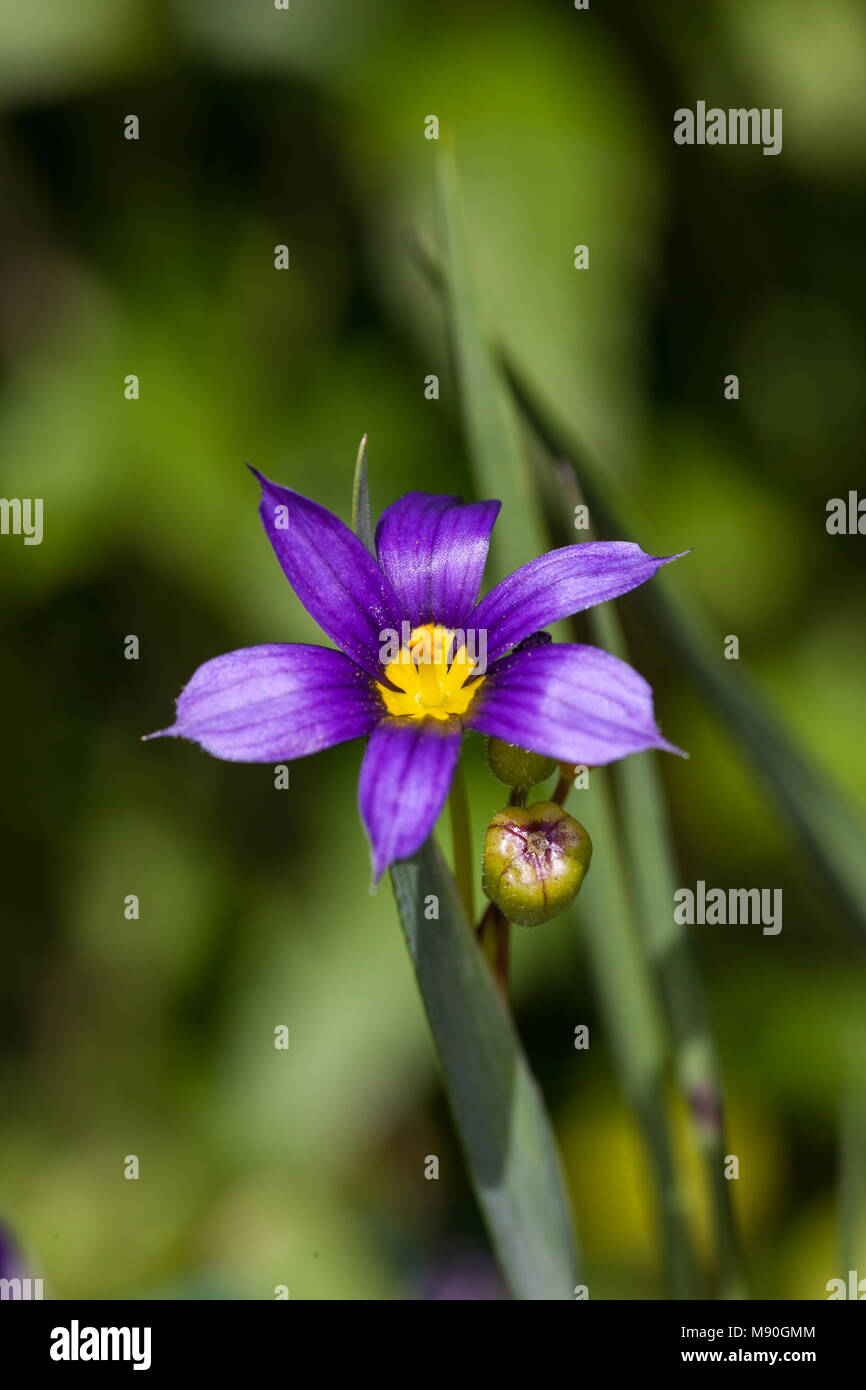 American Blue-eyed-Gras, Blå gräslilja (Sisyrinchium montanum) Stockfoto