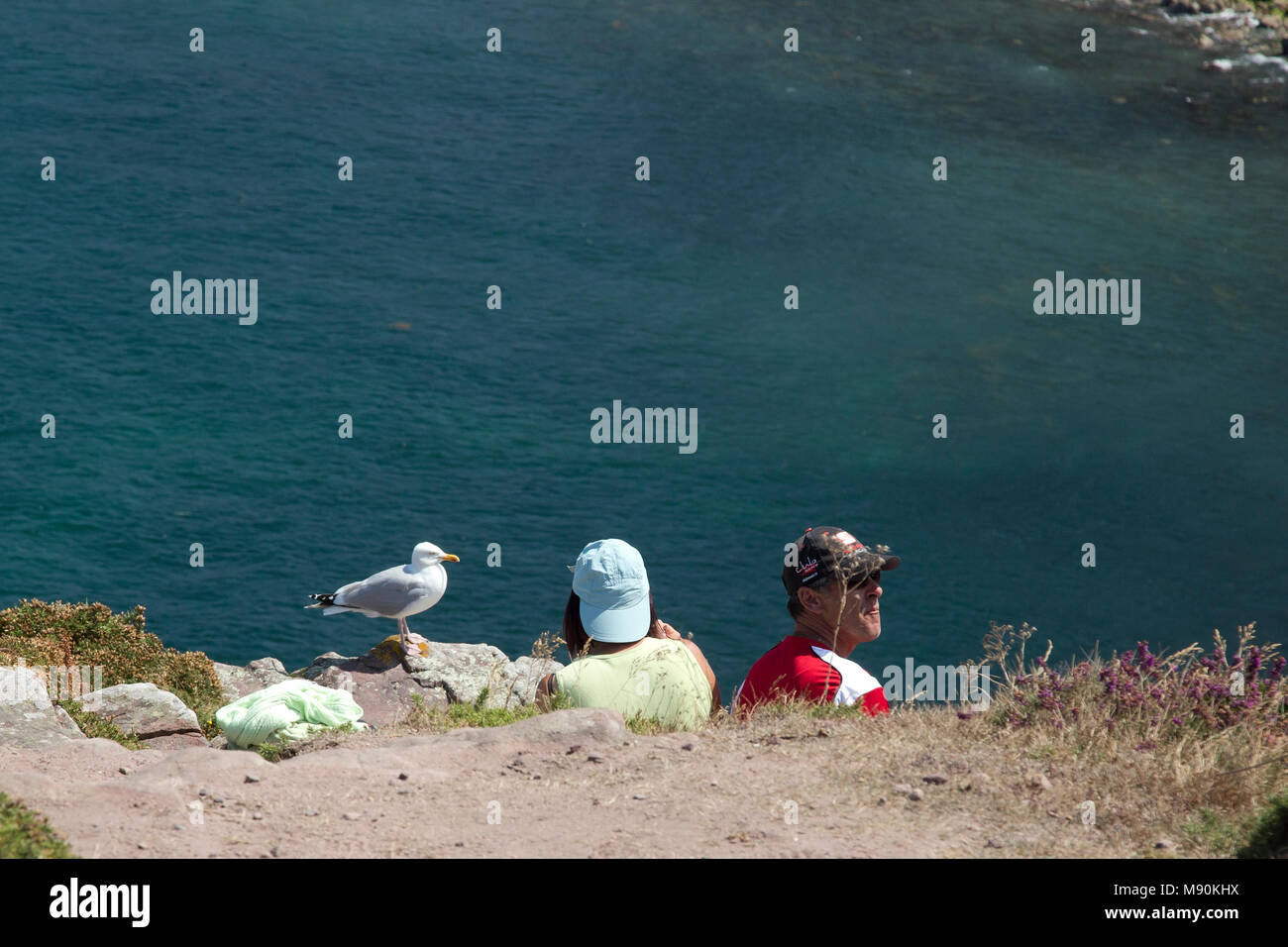 Zilvermeeuw bedelend opm voedsel, Silbermöwe Betteln Stockfoto