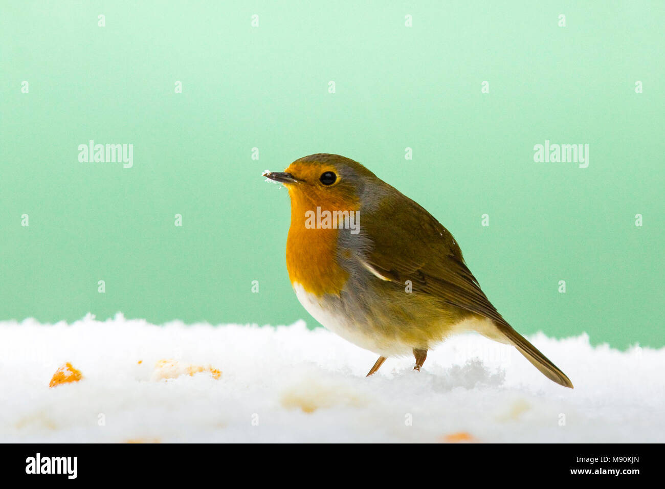 Roodborst, Rotkehlchen, Erithacus rubecula Stockfoto