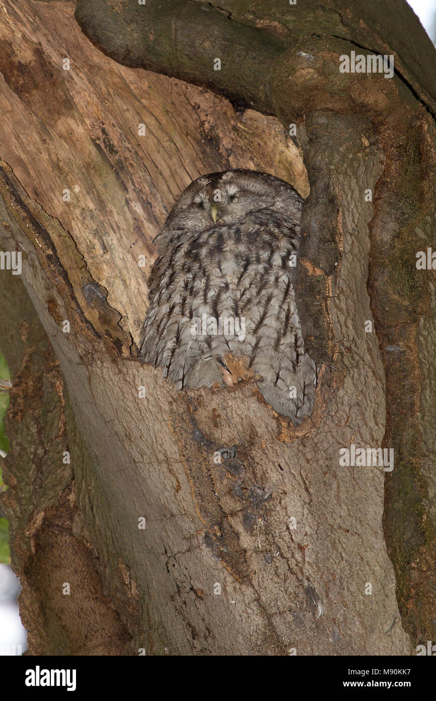 Bosuil slapend, Bosuil, Waldkauz schlafen Stockfoto
