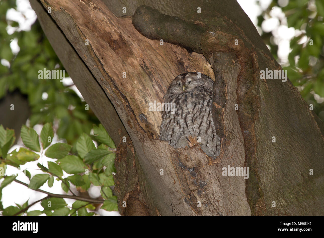 Bosuil slapend, Bosuil, Waldkauz schlafen Stockfoto