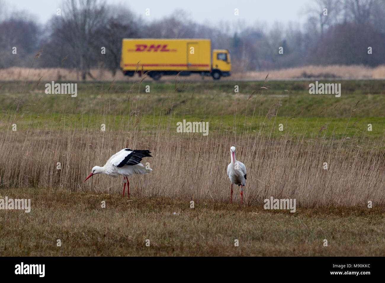 Ooievaar foeragerend, Weißstorch Nahrungssuche Stockfoto