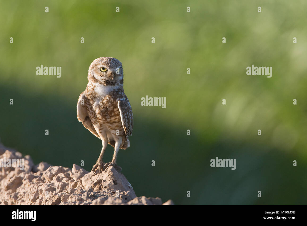 Holenuil staand Arizona USA, grabende Eule thront Arizona USA Stockfoto