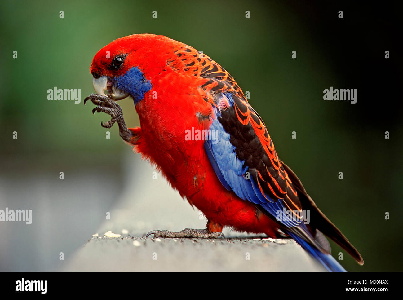 Wimpel - rosella etend Allemagne, Crimson Rosella Fütterung Australien Stockfoto