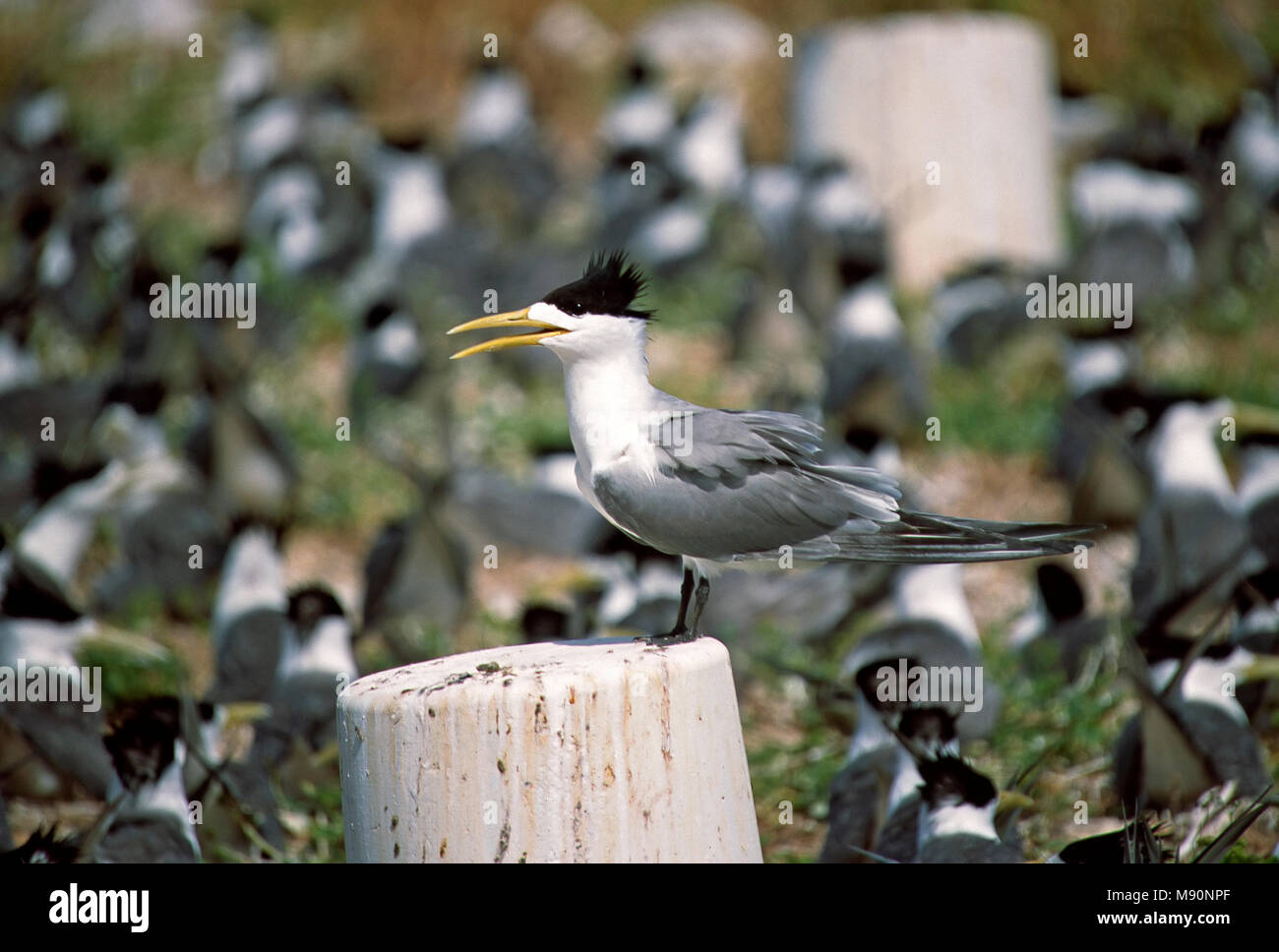 Grote Kuifstern broed Kolonie Allemagne, tolle Crested-Tern Kolonie Australien Stockfoto