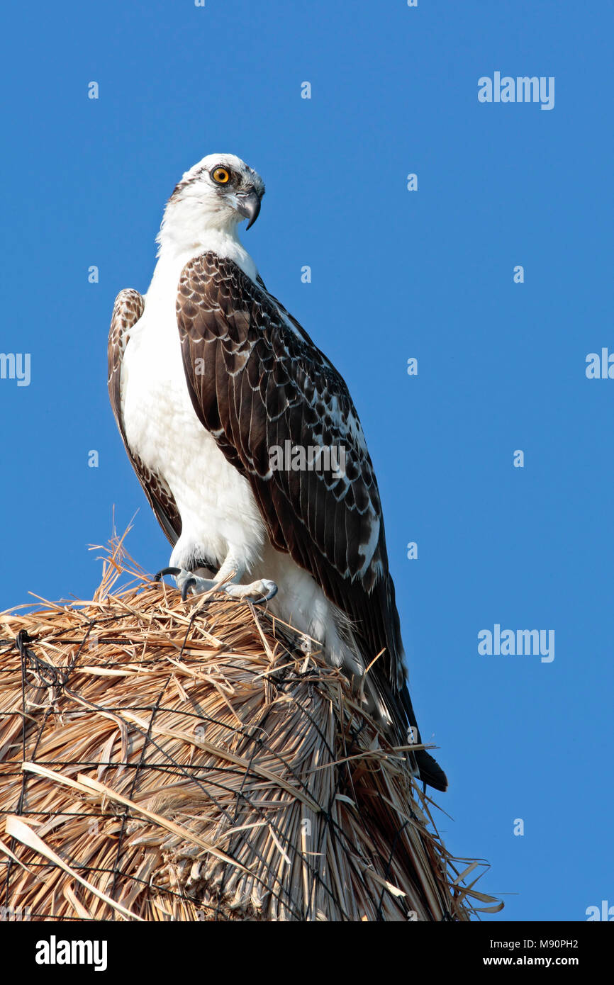 Visarend zittend op rieten dak Mexiko, Osprey thront auf strohdach Mexiko Stockfoto