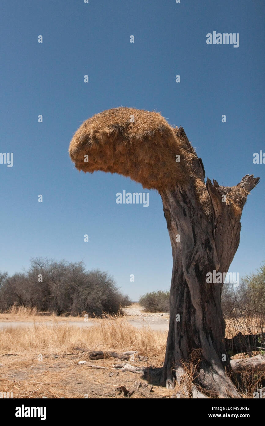 Republikeinwever Nest in dode Boom Namibie, kontaktfreudig Weaver Nest in toten Baum Namibia Stockfoto