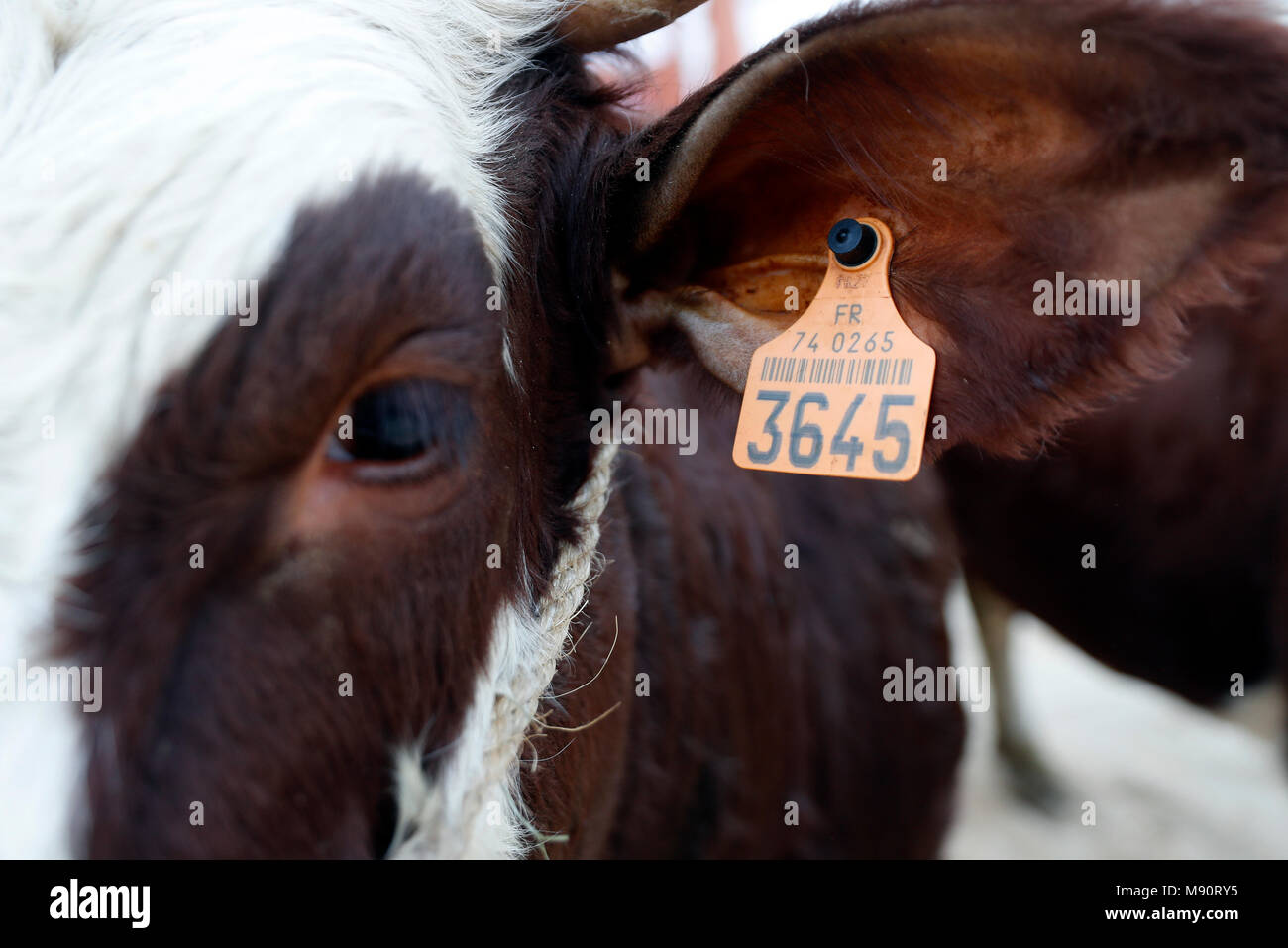 Die Landwirtschaft fair (Comice Agricole) von Saint-Gervais-les-Bains. Stockfoto