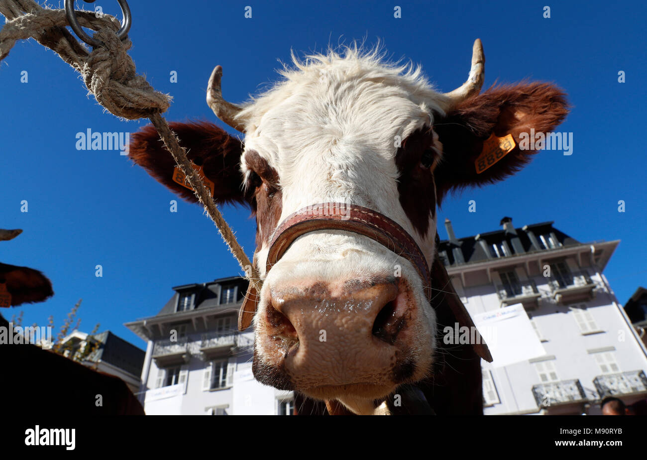 Die Landwirtschaft fair (Comice Agricole) von Saint-Gervais-les-Bains. Stockfoto