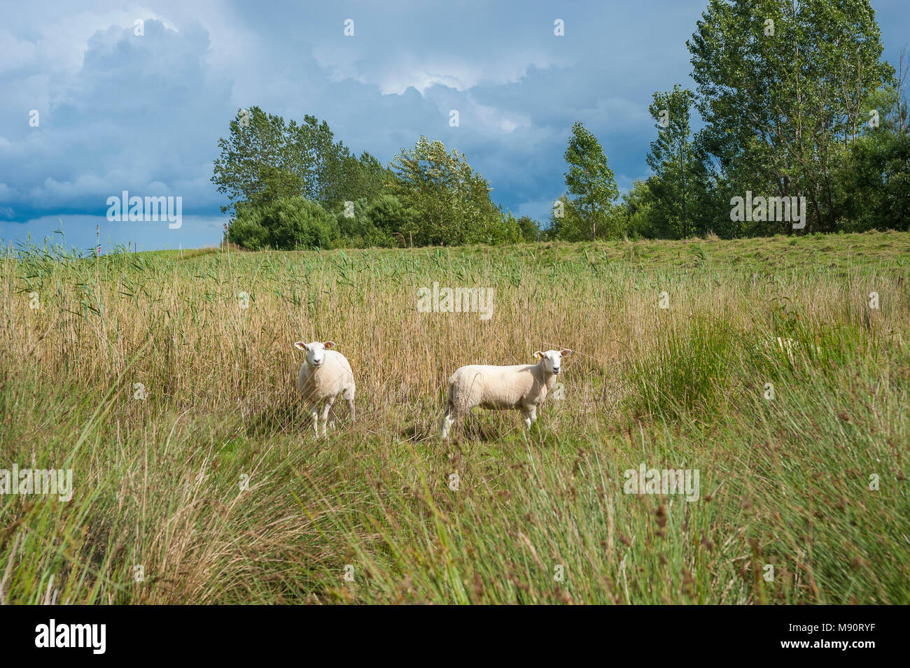 Inländische Schafe in den Salzwiesen in der Nähe von Hohwachter Bucht, Behrensdorf, Ostsee, Schleswig-Holstein, Deutschland, Europa Stockfoto