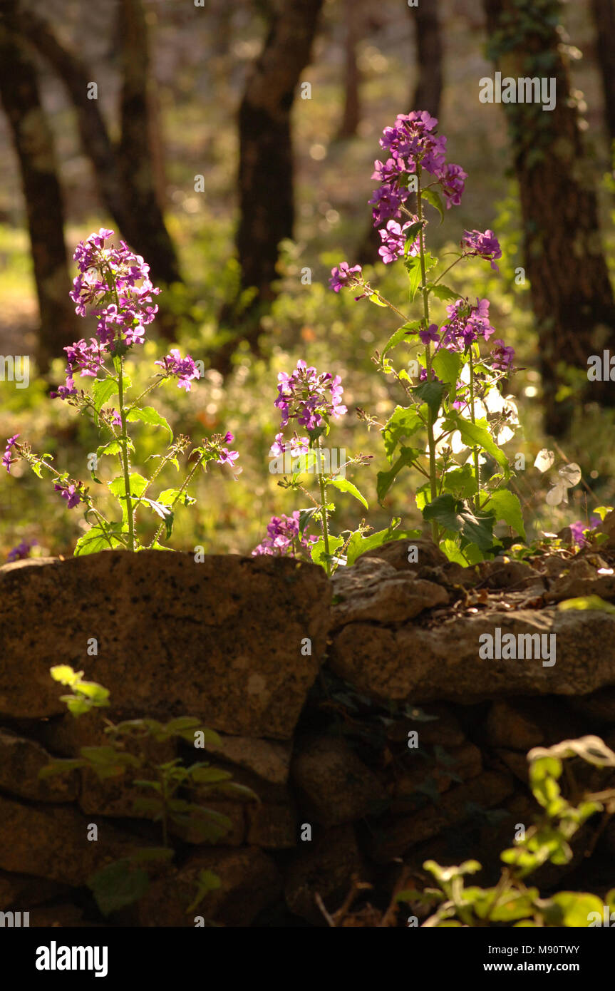 Wild wachsende Ehrlichkeit in einer waldreichen Lage durch die Frühlingssonne leuchtet. Stockfoto Wild wachsende Ehrlichkeit in einer waldreichen Lage durch die Frühlingssonne leuchtet. Stockfoto