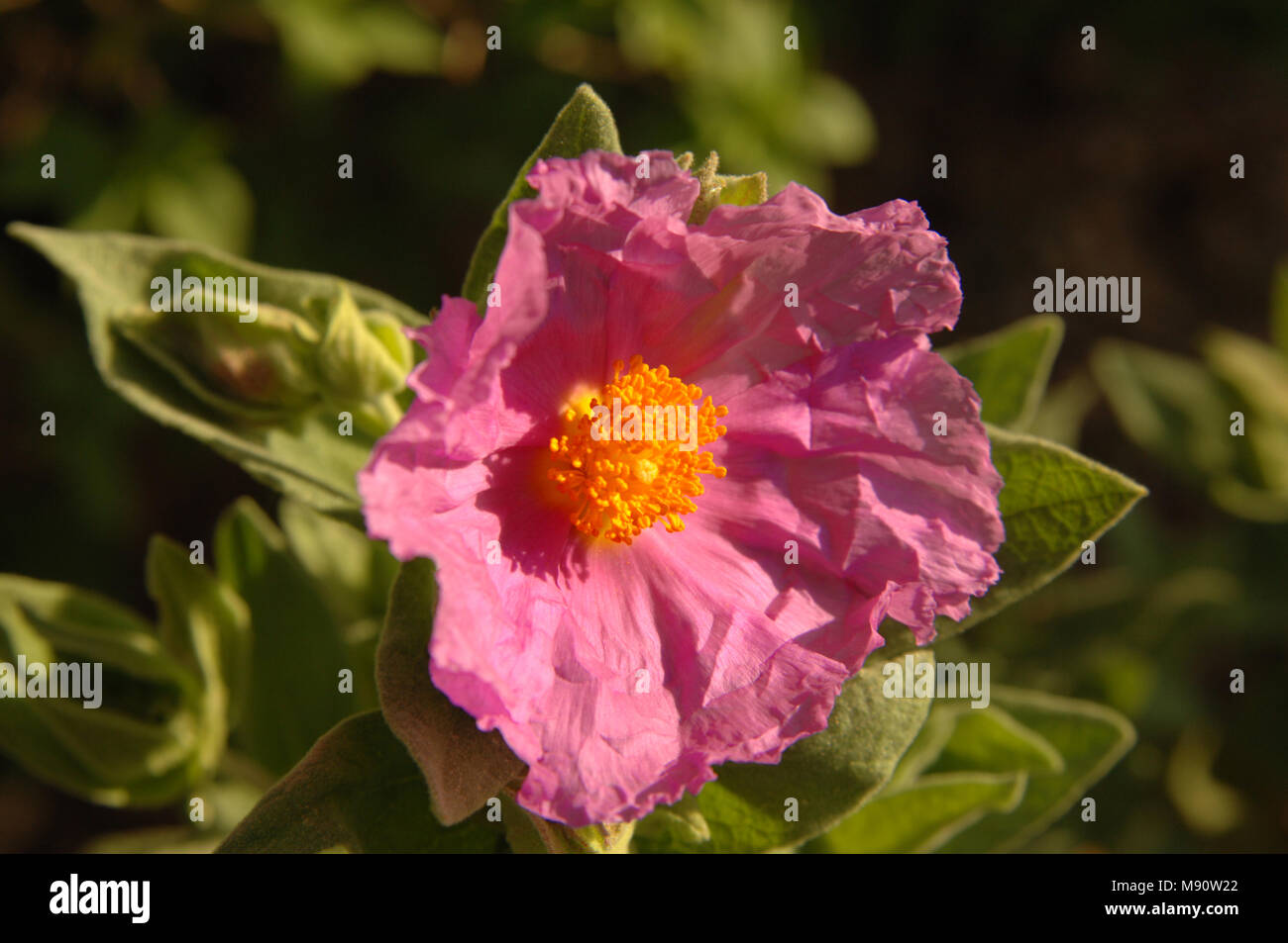 Rock Rose mit rosa Krauser Blütenblätter und orangefarbenen Staubblatt, in hellen mediterranen Sonnenschein. Stockfoto