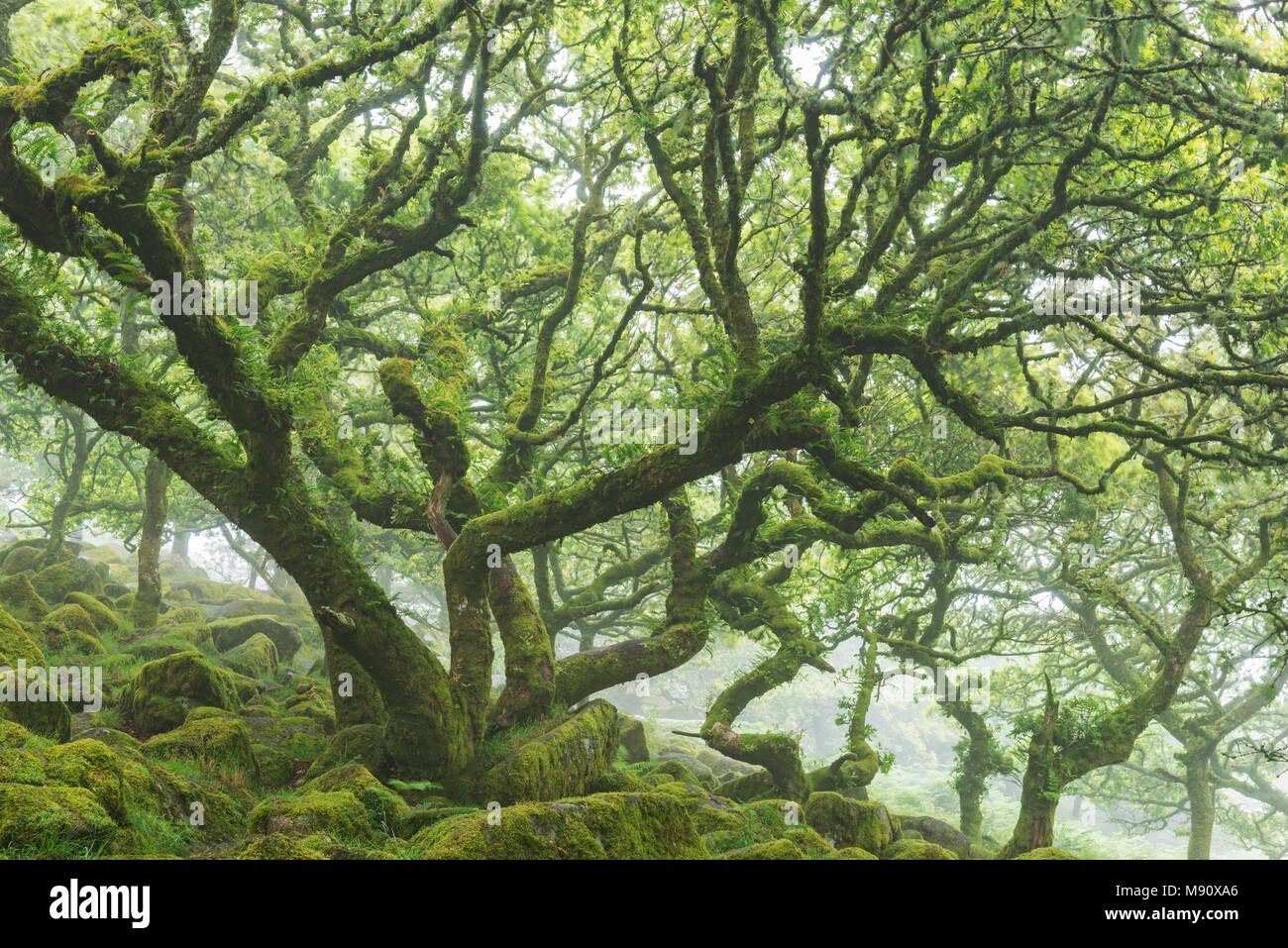 Moos bedeckt, twisted verkümmert Eichen in Wistman's Wood SSSI, Nationalpark Dartmoor, Devon, England. Sommer (Juli) 2017. Stockfoto