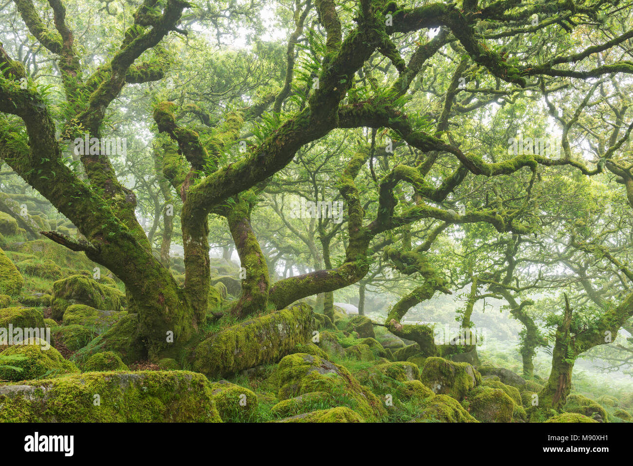 Twisted, Moos bedeckt Bäume in der geheimnisvollen Wistman Holz im Nationalpark Dartmoor, Devon, England. Sommer (Juli) 2017. Stockfoto