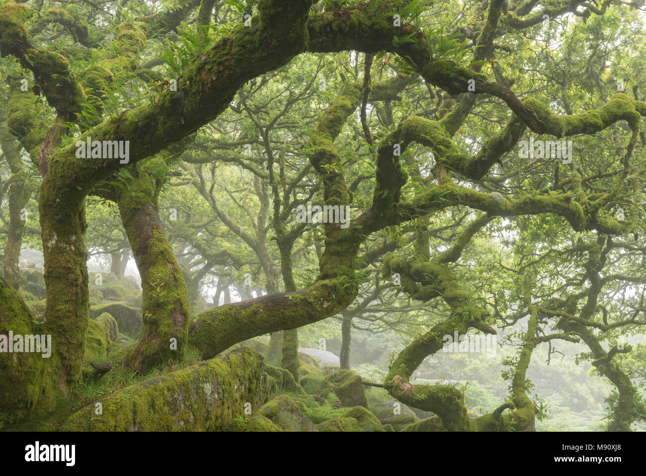 Knorrige und twisted Moos bedeckt Eichen in Wistman's Wood SSSI, Nationalpark Dartmoor, Devon, England. Sommer (Juli) 2017. Stockfoto
