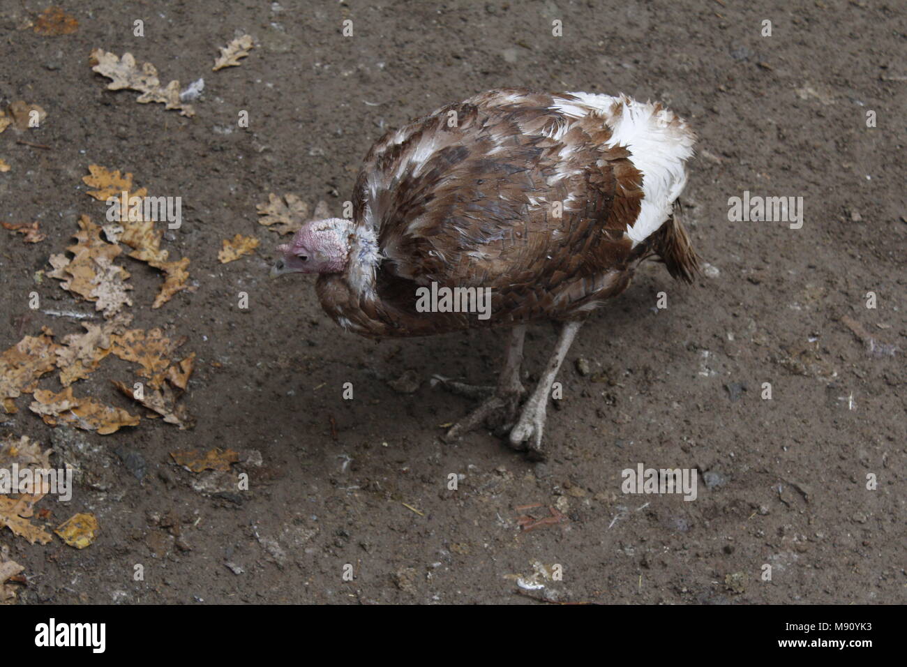 Braun Türkei Vogel im Schlamm Stockfoto