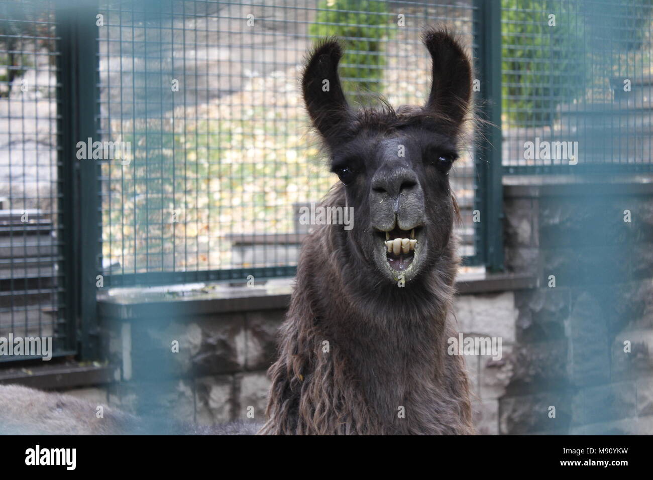 Lächelnd dunkelbraun Lama im Zoo Stockfoto