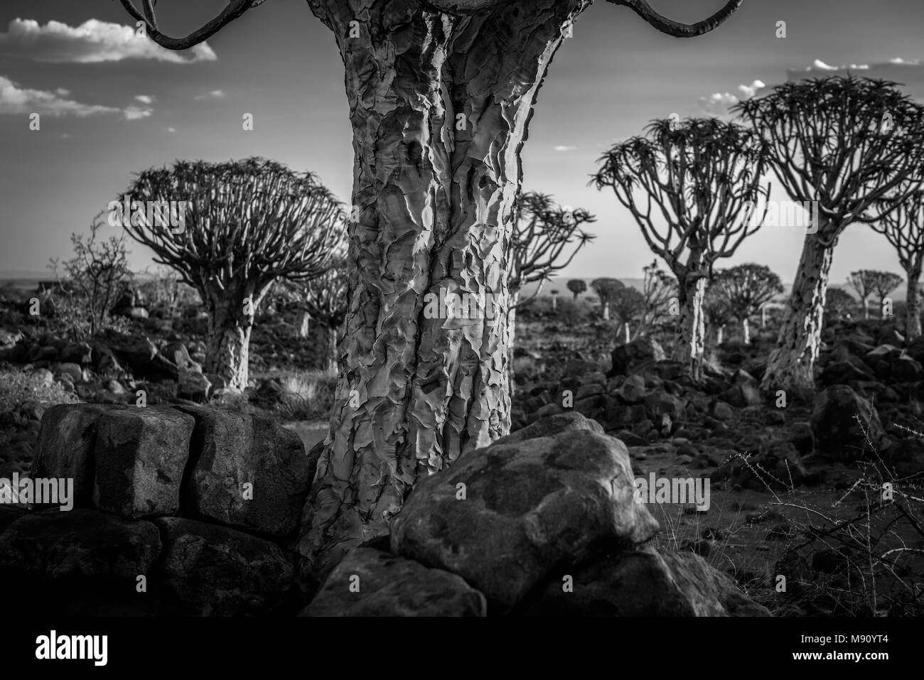 Der köcherbaumwald in der Nähe von Keetmanshoop, Namibia Stockfoto