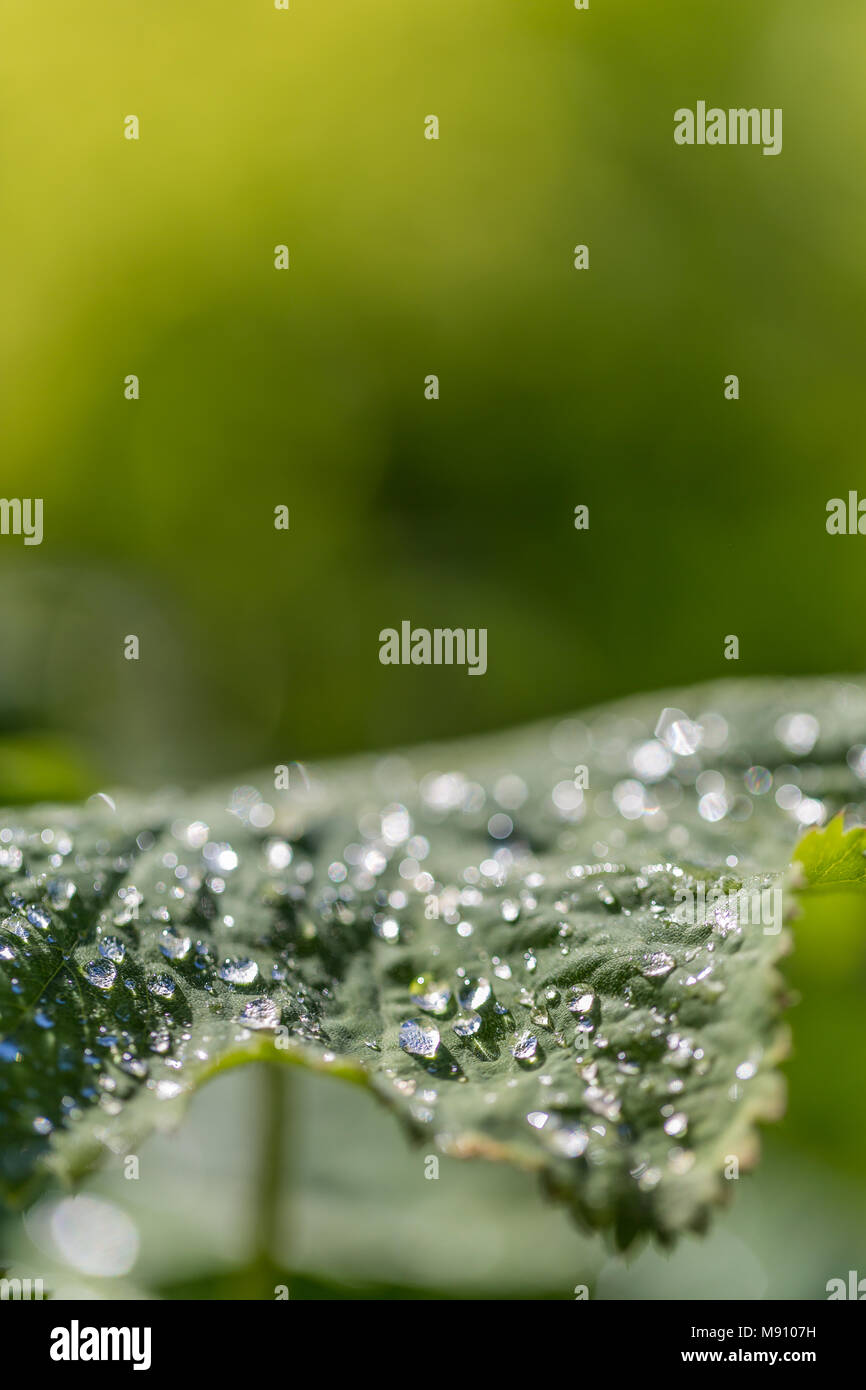 Grünes Blatt durch Wasser Tropfen Tau. Frische Morgentau auf junge Blätter. Nahaufnahme Stockfoto