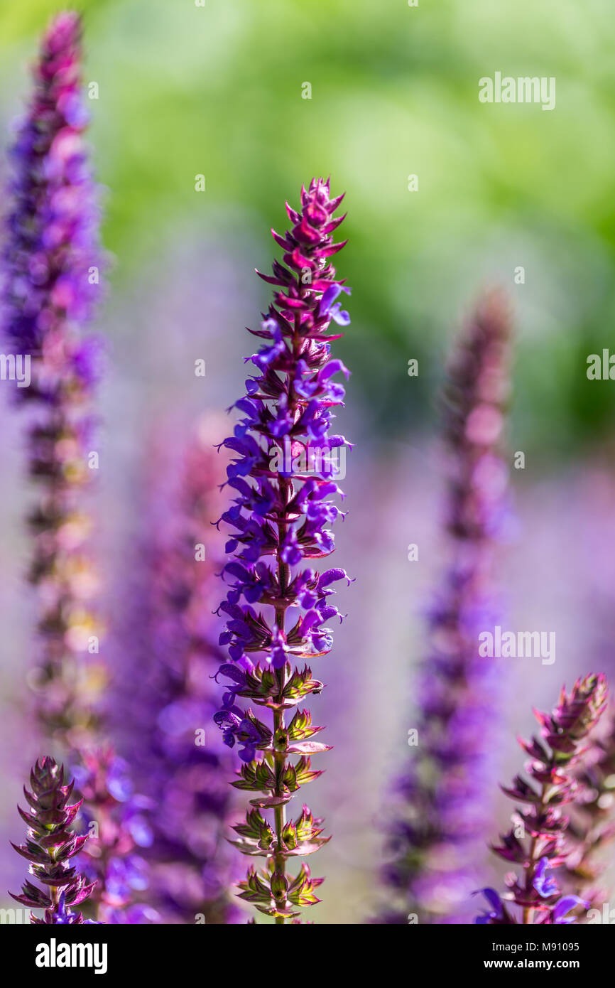 Sally-Blüte am Waldrand hautnah Stockfoto Sally-Blüte am Waldrand hautnah Stockfoto