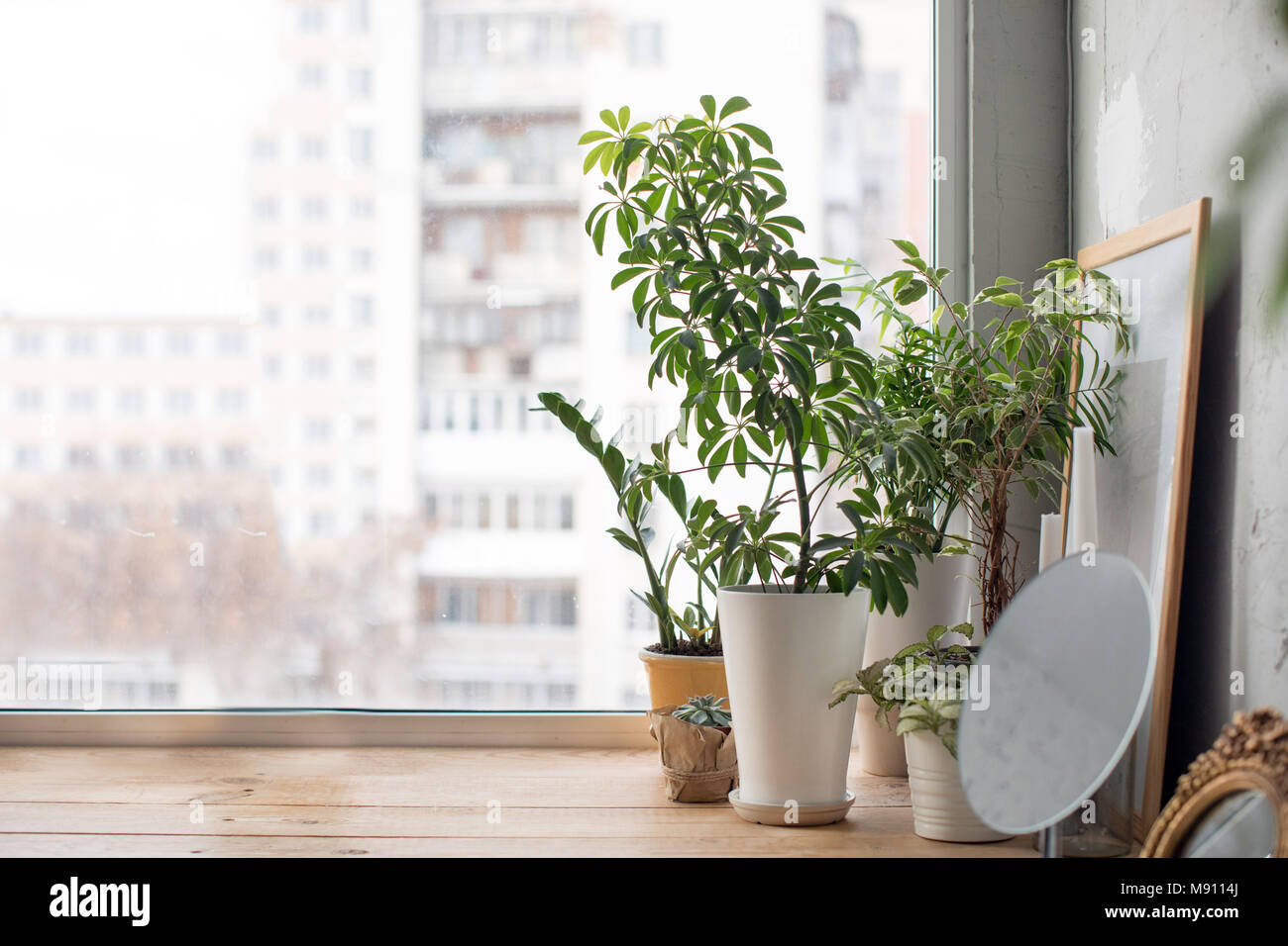 Kleine grüne Topfpflanzen auf Holz Fensterbank zu Hause Stockfoto