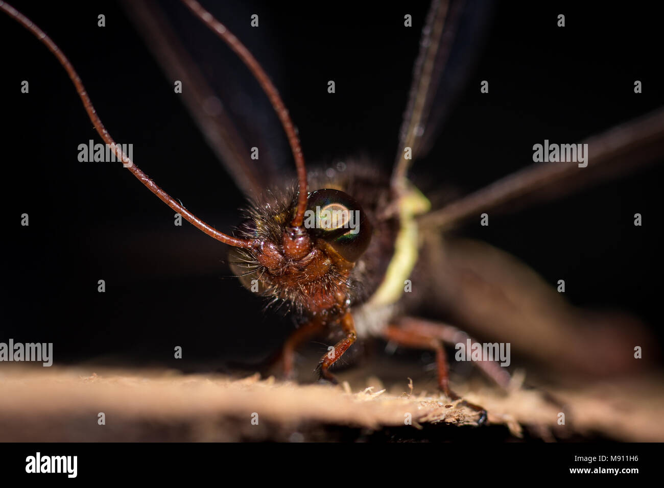 Close-up Makro Foto von Gelben Owlfly wissenschaftlich Suhpalacsa flavipes eine beängstigende Insekt im Makro Detail angesehen. Einzigartige Tierwelt insekt Stockfoto