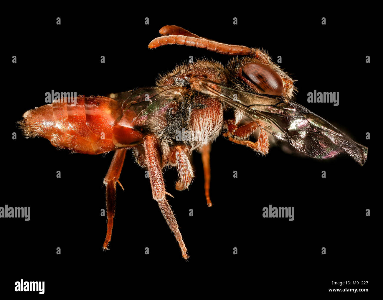 Nomada Zweizähnig Gruppe, Seite Stockfoto