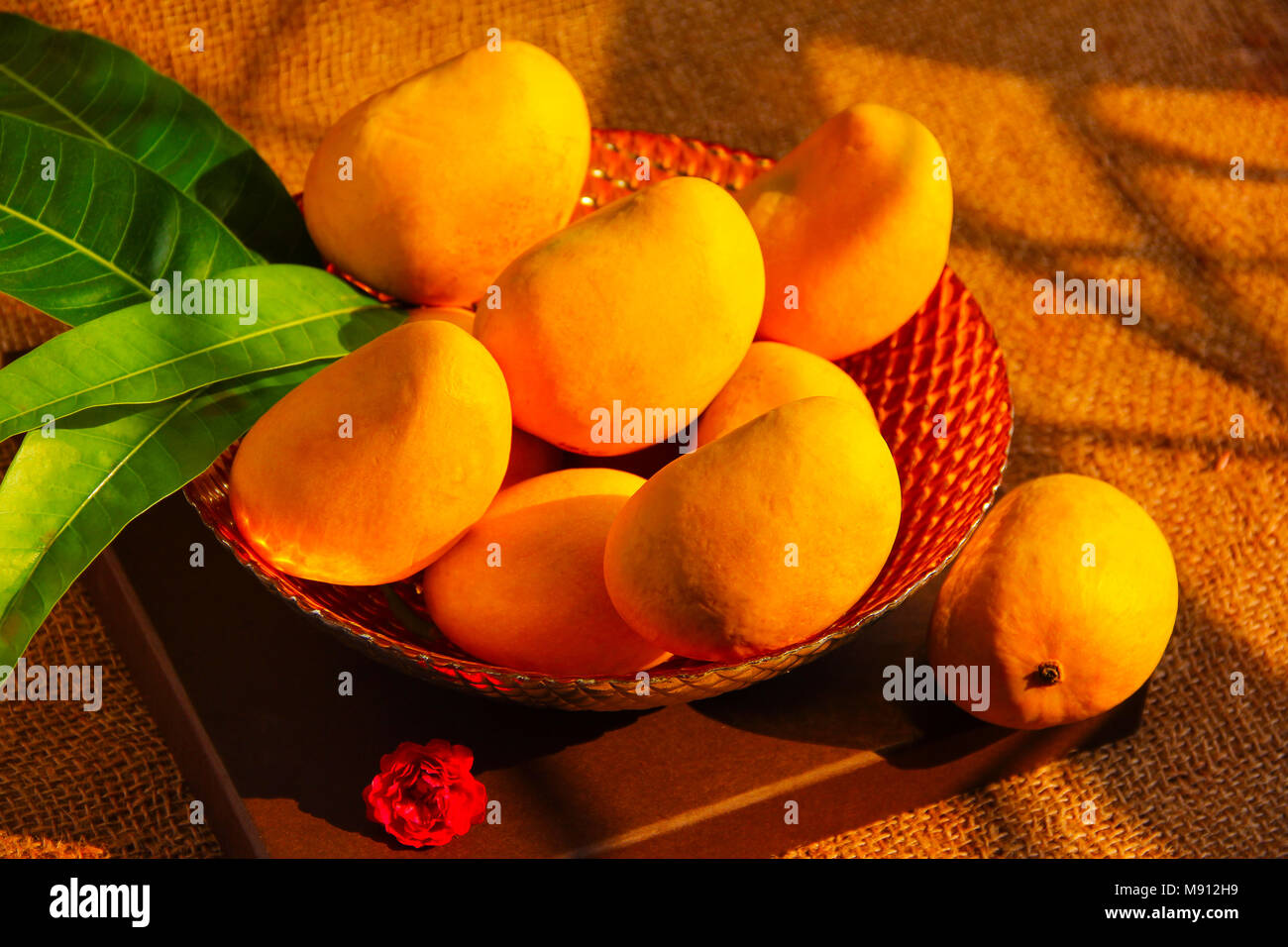 Alphonso Mango ist ein Obst der Saison, als die die meisten Superior Sorten von Obst in Bezug auf süße, Reichtum und Geschmack zu werden. Der va Stockfoto
