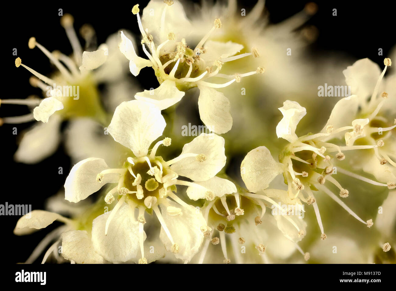 Prunus serotina, Wild oder Black Cherry flrs, Howard County, MD, Stockfoto