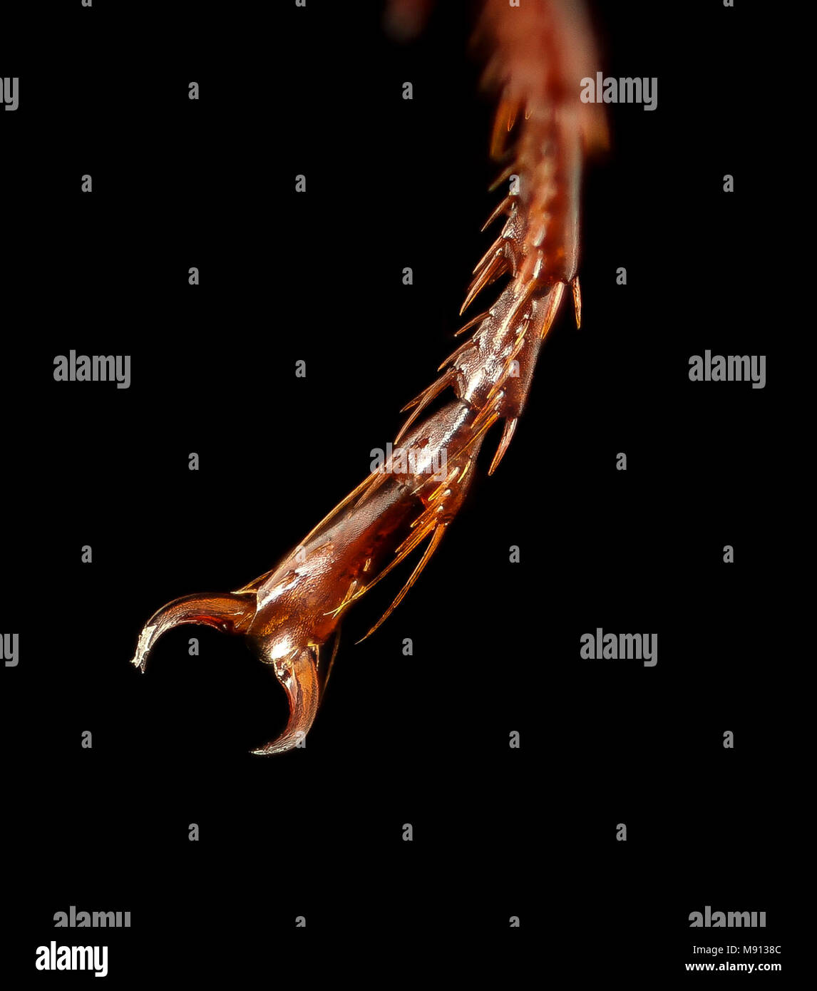 Binomial pterostichus permundus Fotos und Bildmaterial in hoher