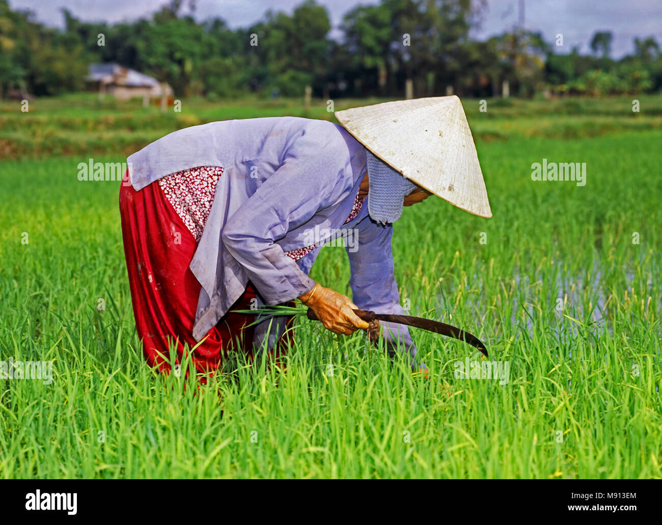 Reisfeld Arbeiter, in der Nähe von Sagon, South Vietnam Stockfoto