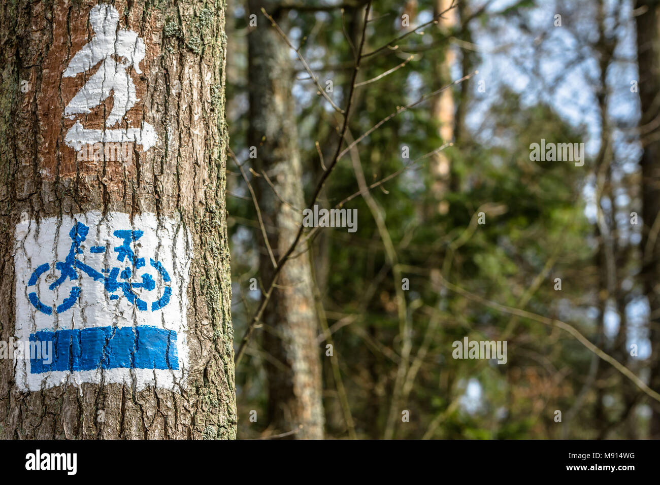 Radweg im Wald, Nordic Walking und Fahrrad am Baum Stockfoto