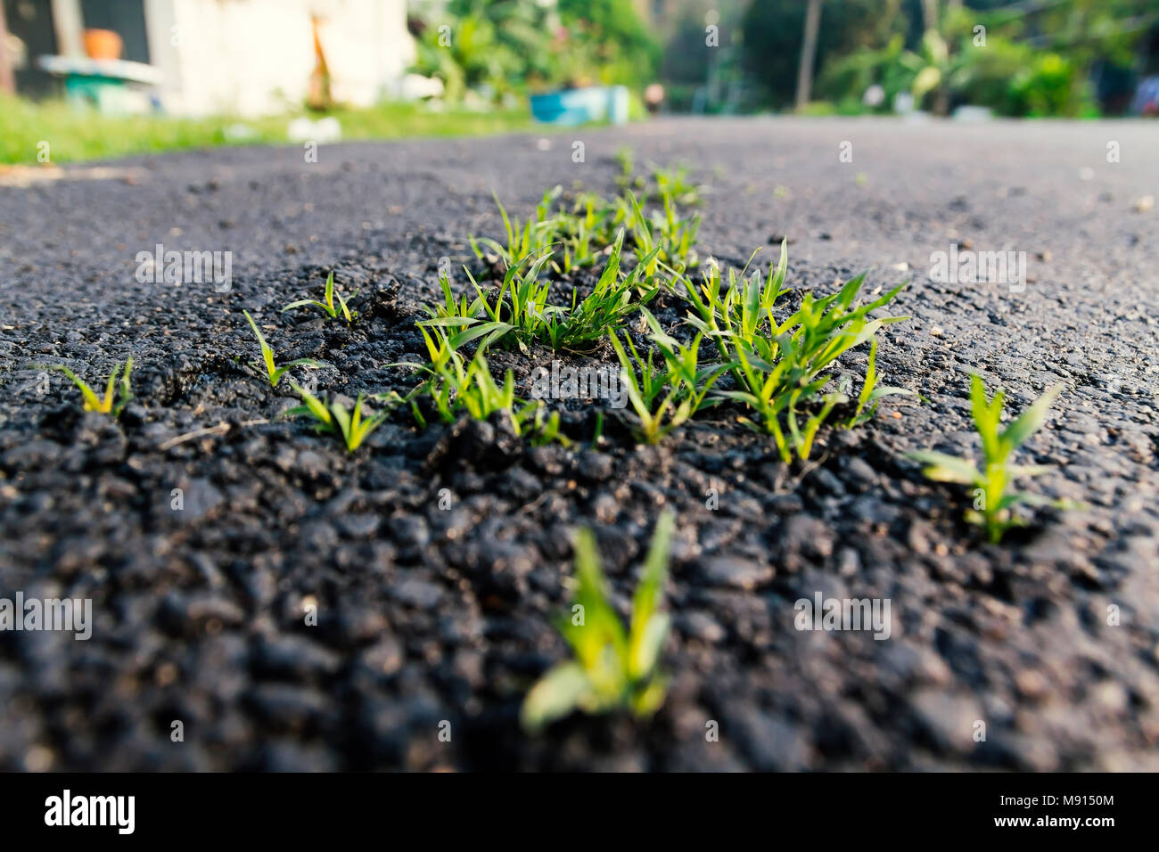 Gräser einfügen aus Asphalt. Stockfoto