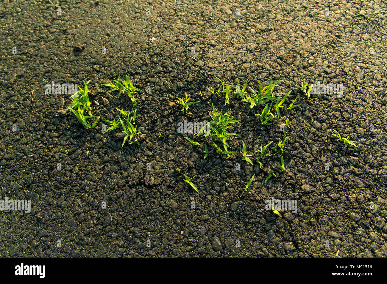 Gräser einfügen aus Asphalt. Stockfoto
