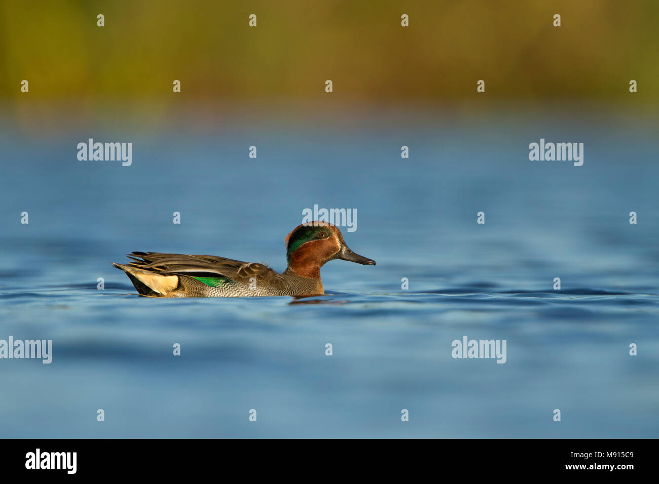 Wintertaling laagstand Punt; Gemeinsame teal Tiefpunkt ov anzeigen Stockfoto