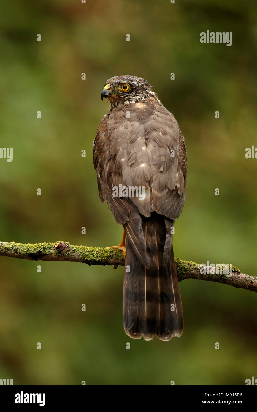 Sperwer Mann verrostete op Tak; Eurasian sparrowhawk ruht auf pearch; Stockfoto