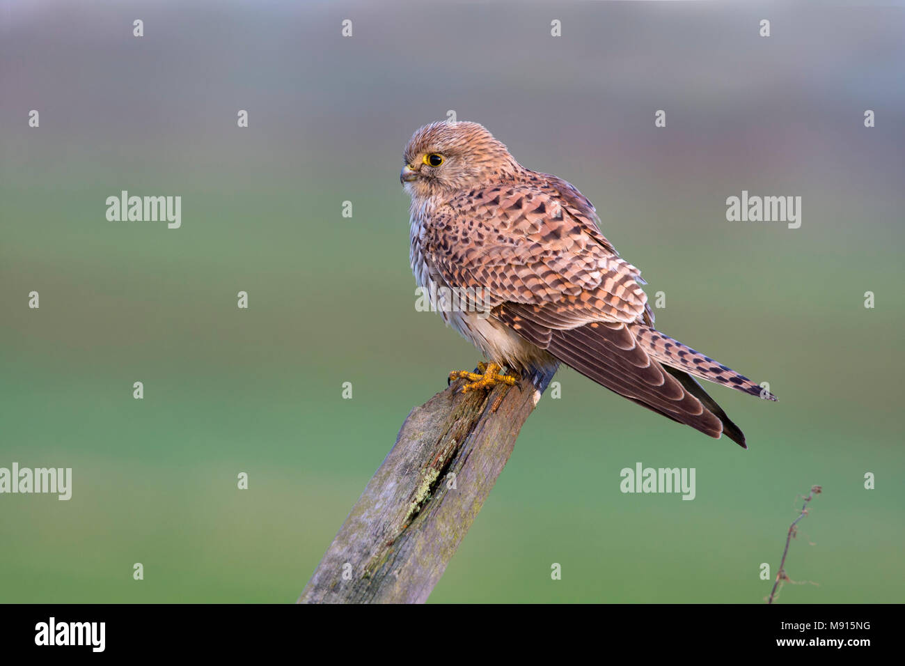 Torenvalk; Kestrel; Stockfoto