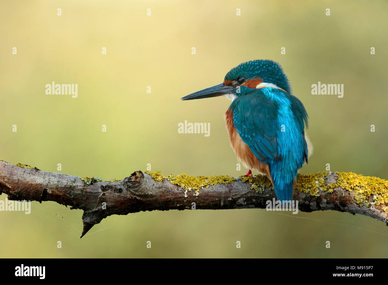 Goudsbloem op Tak; Kingfisheron Zweig Stockfoto