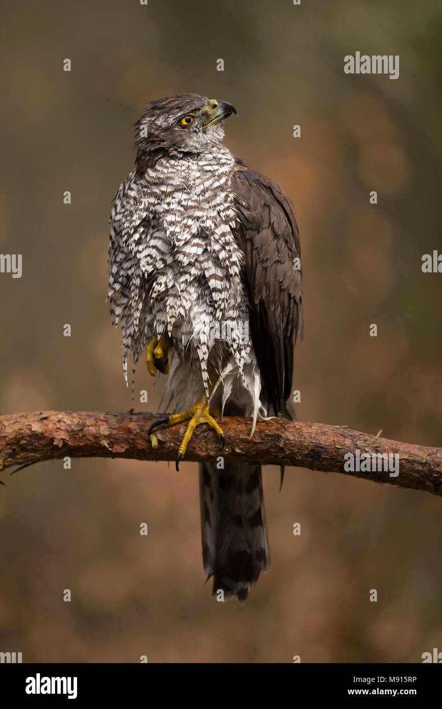 Havik zittend op Tak, Norhern Habicht sitzen auf pearch, Stockfoto