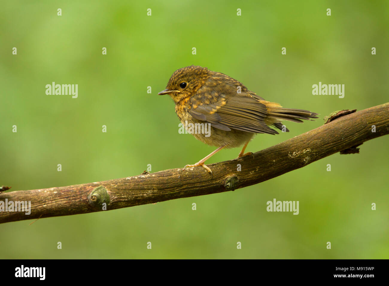 Roodborst zittend op Tak; Robin sitzen auf pearch; Stockfoto