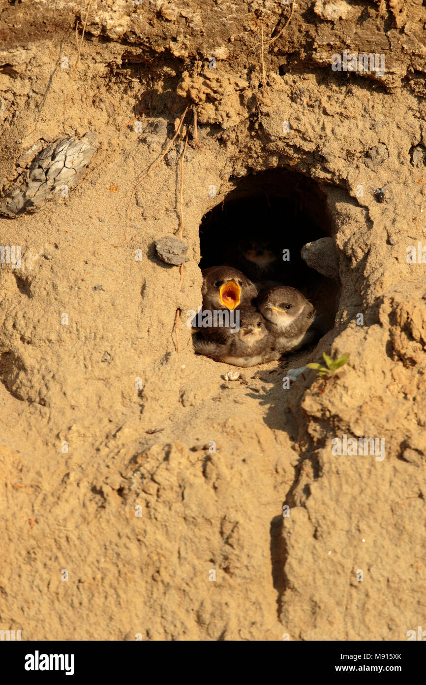 Oeverzwaluw wachtend op voedsel; Sand Martin warten auf das Essen Stockfoto