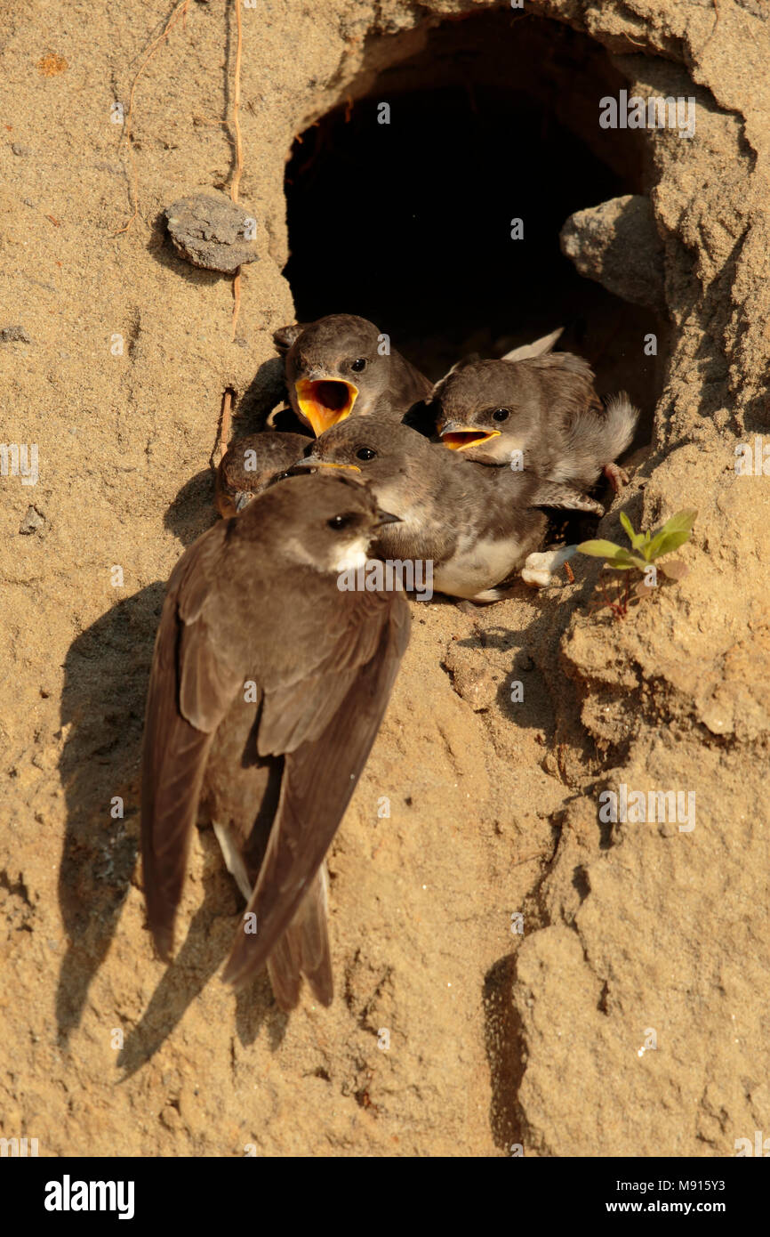 Oeverzwaluw voed Jongen; Sand Martin Fütterung Jugendliche Stockfoto