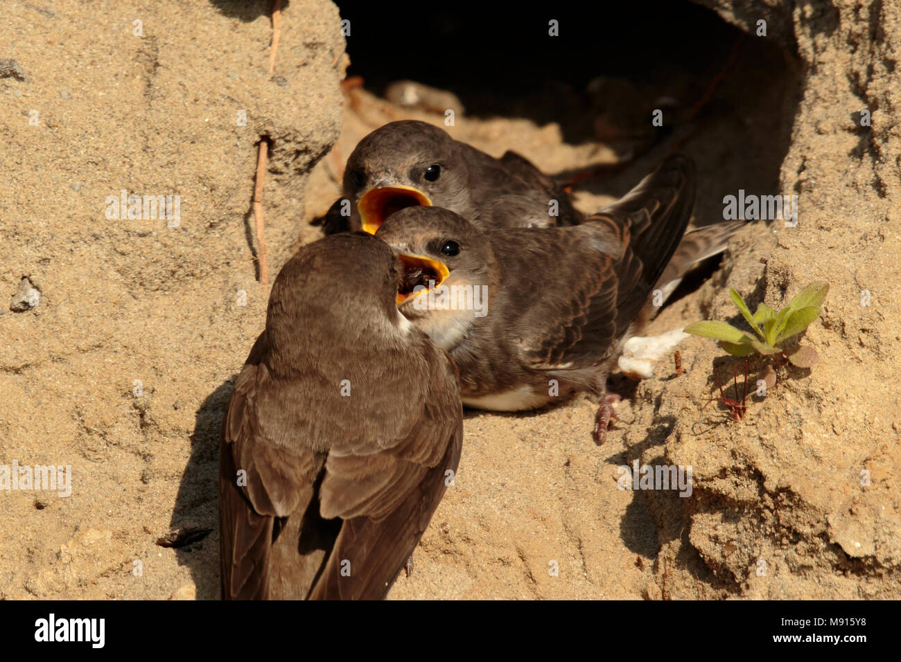 Geben Sie Oeverzwaluw jong; Sand Martin Fütterung Jugendlicher Stockfoto