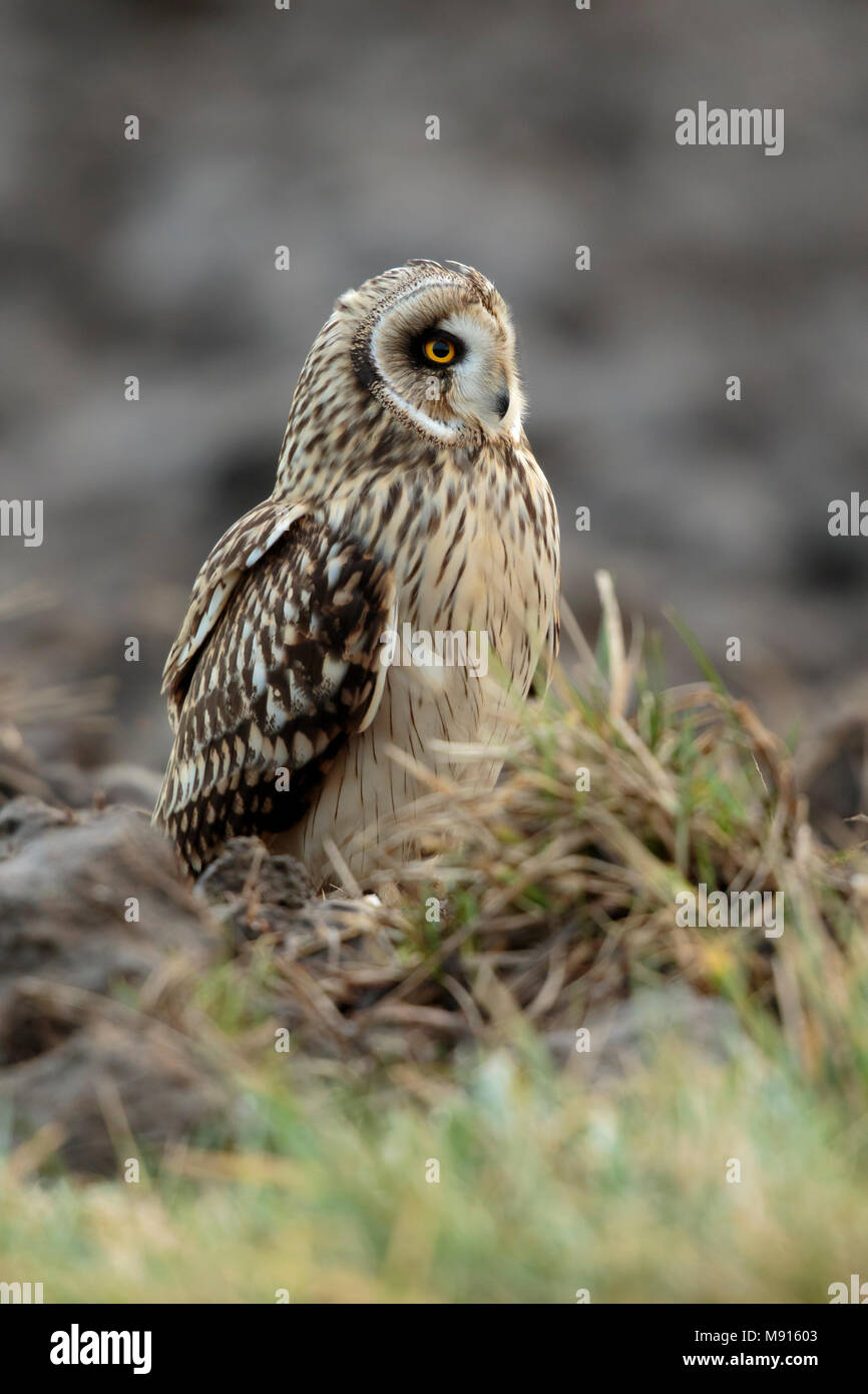 Velduil zittend in het Veld; Sumpfohreule sitin Gin das Feld; Stockfoto