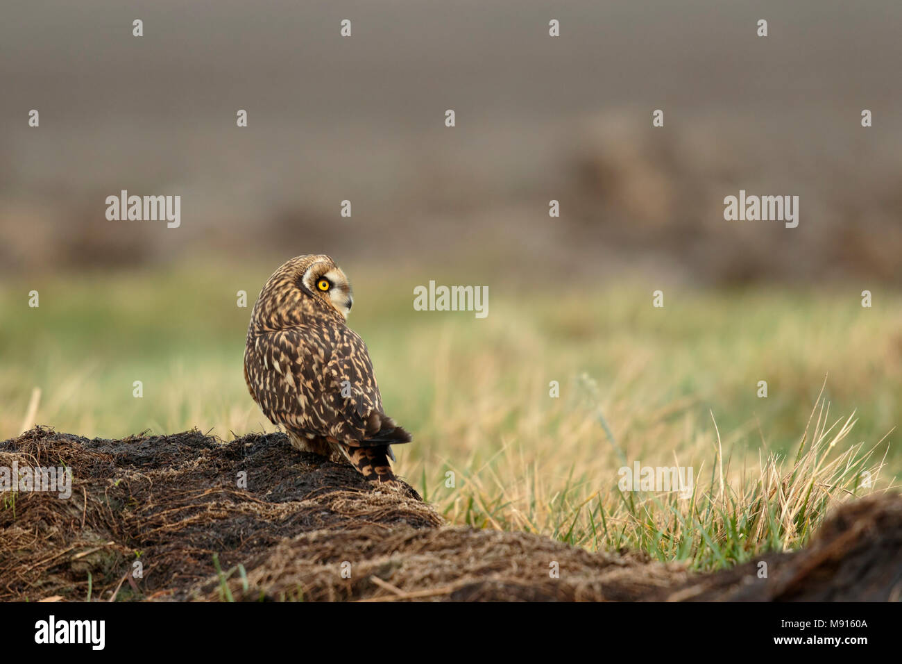 Velduil zittend in het Veld; Sumpfohreule sitin Gin das Feld; Stockfoto