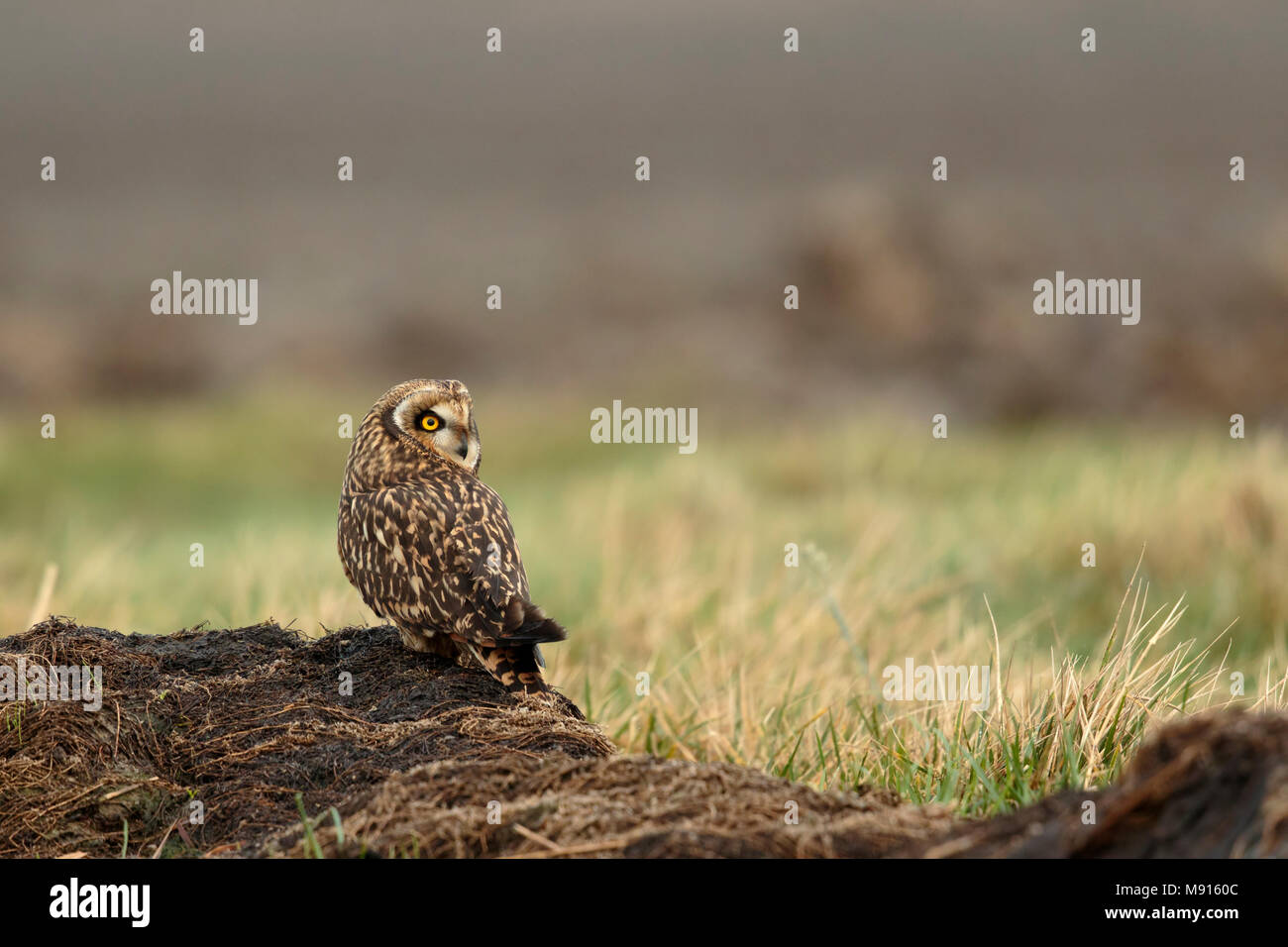 Velduil zittend in het Veld; Sumpfohreule sitin Gin das Feld; Stockfoto