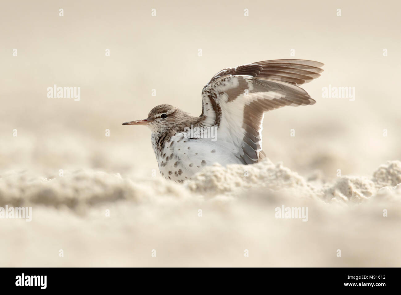 Amerikaanse Oeverloper op het Strand, beschmutzt die Sandpiperon beacht Stockfoto