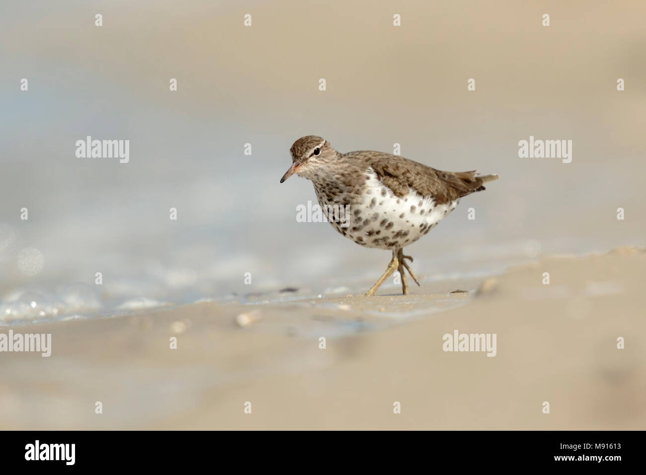 Amerikaanse Oeverloper op het Strand, beschmutzt die Sandpiperon beacht Stockfoto