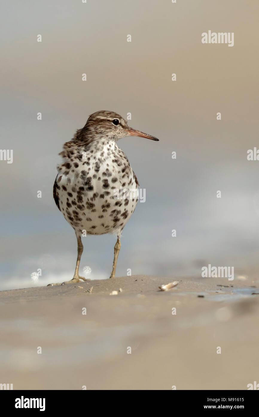 Amerikaanse Oeverloper op het Strand, beschmutzt die Sandpiperon beacht Stockfoto